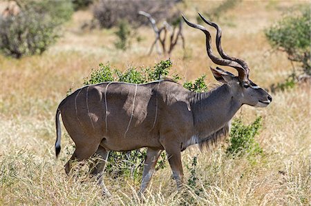 Kenya, Samburu National Reserve, Samburu County. A fine Greater Kudu bull. Stock Photo - Rights-Managed, Code: 862-07495979