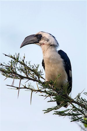 Kenya, Tsavo West National Park, Ngulia. A female Von der Decken s Hornbill. Photographie de stock - Rights-Managed, Code: 862-07495973