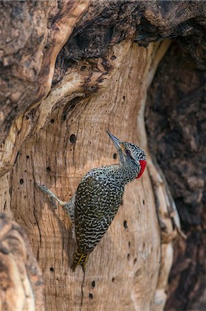 simsearch:862-07495985,k - Kenya, Samburu National Reserve, Samburu County. A Cardinal Woodpecker. Photographie de stock - Rights-Managed, Code: 862-07495985