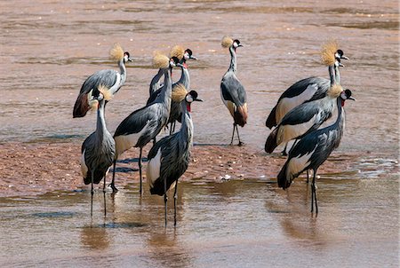 Kenya, Samburu National Reserve, Samburu County. A flock of attractive Grey Crowned Cranes in the shallow waters of the Uaso Nyiru river. Fotografie stock - Rights-Managed, Codice: 862-07495983
