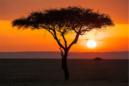 sunset tree silhouette nobody - Kenya, Masai Mara, Narok County. Sunset in Masai Mara National Reserve. Stock Photo - Rights-Managed, Code: 862-07495995