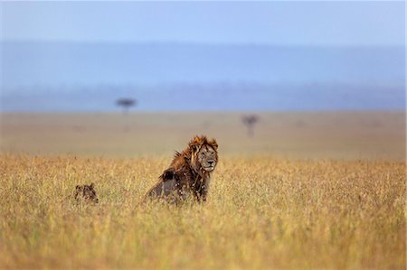 simsearch:862-07495999,k - Kenya, Masai Mara, Narok County. A lion and lioness on the plains of Masai Mara National Reserve. Stockbilder - Lizenzpflichtiges, Bildnummer: 862-07495996