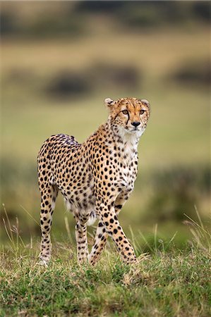 Kenya, Masai Mara, Narok County. A cheetah looks intently in search of its prey on the plains of Masai Mara National Reserve. Foto de stock - Con derechos protegidos, Código: 862-07495991