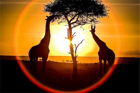 simsearch:862-06543255,k - Kenya, Masai Mara, Narok County. Masai Giraffe browsing on the leaves of a Balanites treee or Desert Date at dawn. Photographie de stock - Rights-Managed, Code: 862-07496008
