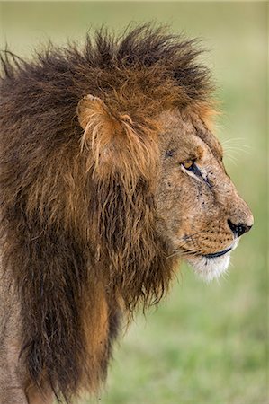 felino - Kenya, Masai Mara, Narok County. A fine black-maned lion in Masai Mara National Reserve. Foto de stock - Con derechos protegidos, Código: 862-07496002