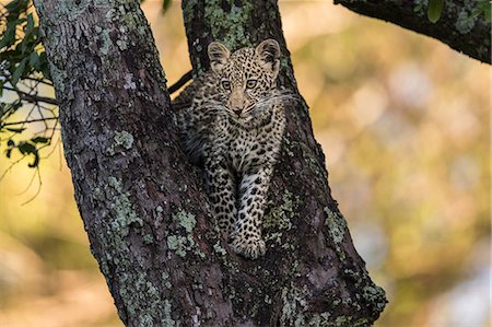 simsearch:862-07496223,k - Kenya, Masai Mara, Narok County. A 6 month old female leopard cub watching hyenas that were attracted by the scent of the kill her mother had stashed in a tree. Foto de stock - Direito Controlado, Número: 862-07496003