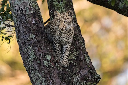 simsearch:862-03367013,k - Kenya, Masai Mara, Narok County. A 6 month old female leopard cub watching hyenas that were attracted by the scent of the kill her mother had stashed in a tree. Stock Photo - Rights-Managed, Code: 862-07496003