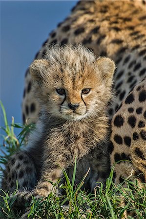Kenya, Masai Mara, Narok County. Three month old male cheetah cub with its mother on a termite mound early in the morning. Photographie de stock - Rights-Managed, Code: 862-07496013