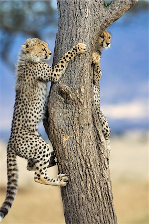 simsearch:862-03366452,k - Kenya, Masai Mara, Mara Conservancy also known as the Mara Triangle, Narok County. 2 five month old cheetah cubs climbing a Balanites tree or Desert Date. Cheetah cubs are sometimes able to escape from lions or hyenas in this way, as well as to play. Photographie de stock - Rights-Managed, Code: 862-07496026