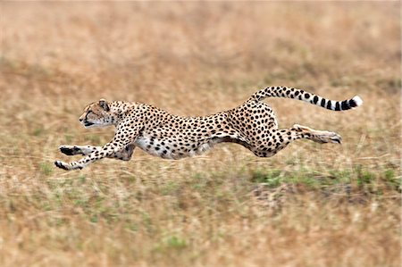 flexible animals - Kenya, Masai Mara, Mara Conservancy also known as the Mara Triangle, Narok County. A female cheetah sprinting after a Thomson's Gazelle. Cheetahs can reach speeds in excess of 100kph. Stock Photo - Rights-Managed, Code: 862-07496027