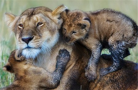 simsearch:862-05998406,k - Kenya, Masai Mara, Musiara Marsh, Narok County. A lioness playing with two of her three 10 week old cubs early in the morning. Foto de stock - Con derechos protegidos, Código: 862-07496028