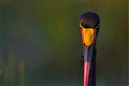 simsearch:862-07495985,k - Kenya, Masai Mara, Musiara Marsh, Narok County. Female Saddle-Billed Stork hunting for catfish in pools of water in the marsh. Females have yellow eyes, males are larger with dark eyes. Photographie de stock - Rights-Managed, Code: 862-07496036