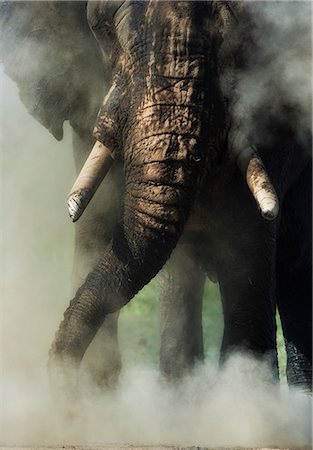 simsearch:862-06542211,k - Kenya, Masai Mara, Narok County. Bull elephant dust bathing after wallowing in mud. Photographie de stock - Rights-Managed, Code: 862-07496037