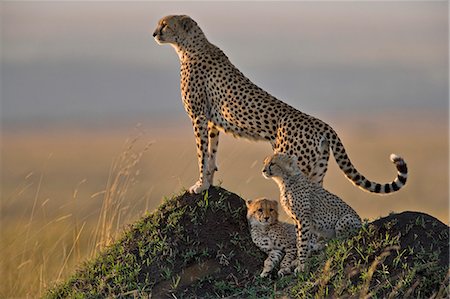 simsearch:862-07496223,k - Kenya, Masai Mara, Mara Conservancy, Narok County. A mother cheetah alert to prey early in the morning, accompanied by two of her three 6 month old cubs who are resting on a termite mound. Foto de stock - Direito Controlado, Número: 862-07496032