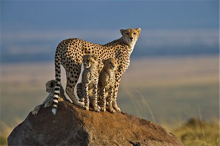 simsearch:400-04329674,k - Kenya, Masai Mara, Mara Conservancy, Narok County. A mother cheetah poised on a termite mound alert to prey early in morning, accompanied by her three 6 month old male cubs. Stock Photo - Rights-Managed, Code: 862-07496033