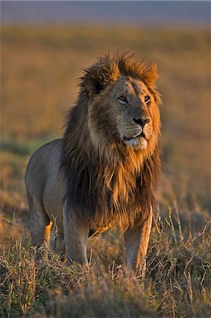 Kenya, Masai Mara, Musiara Marsh, Narok County. A pride male roaring while courting a lioness he is guarding between intermittent bouts of mating. Stock Photo - Rights-Managed, Code: 862-07496045