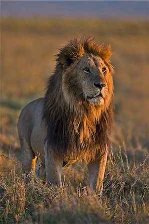 simsearch:862-07496147,k - Kenya, Masai Mara, Musiara Marsh, Narok County. A pride male roaring while courting a lioness he is guarding between intermittent bouts of mating. Photographie de stock - Rights-Managed, Code: 862-07496045