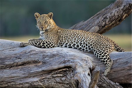 simsearch:862-07496038,k - Kenya, Masai Mara, Musiara Marsh, Narok County. Female leopard watching for prey at edge of marsh. Stock Photo - Rights-Managed, Code: 862-07496040