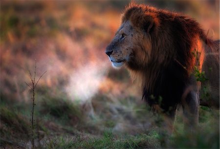 simsearch:862-07496127,k - Kenya, Masai Mara, Musiara Marsh, Narok County. A male lion in the heart of his trerritory watching lionesses on a chill dawn morning. Photographie de stock - Rights-Managed, Code: 862-07496043