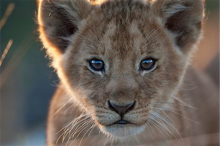 simsearch:862-08090714,k - Kenya, Masai Mara, Narok County. 4 month old lion cub. Photographie de stock - Rights-Managed, Code: 862-07496051