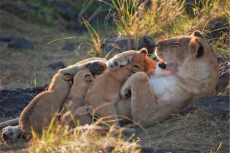 simsearch:862-07496127,k - Kenya, Masai Mara, Leopard Gorge, North Mara Conservancy, Narok County. Lionesse nursing her eight-week-old cubs in the early morning. She and two pride mates had chosen the caves of this rocky fortress as a safe hiding place. Photographie de stock - Rights-Managed, Code: 862-07496052