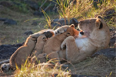 Kenya, Masai Mara, Leopard Gorge, North Mara Conservancy, Narok County. Lionesse nursing her eight-week-old cubs in the early morning. She and two pride mates had chosen the caves of this rocky fortress as a safe hiding place. Stock Photo - Rights-Managed, Code: 862-07496052