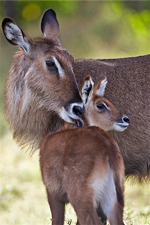 simsearch:862-05998475,k - Kenya, Masai Mara, Musiara Marsh, Narok County. Defassa Waterbuck grooming calf. Photographie de stock - Rights-Managed, Code: 862-07496053