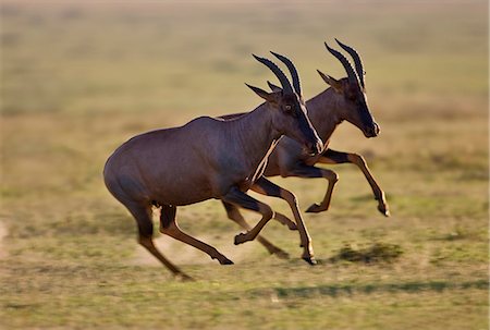 simsearch:862-03736905,k - Kenya, Masai Mara, Narok County. Male Topi antelopes chasing each other during the breeding season. Stock Photo - Rights-Managed, Code: 862-07496067