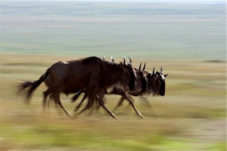 simsearch:862-08090766,k - Kenya, Masai Mara, Narok County. Common Wildebeest on the move during their migration through the Mara. Photographie de stock - Rights-Managed, Code: 862-07496068