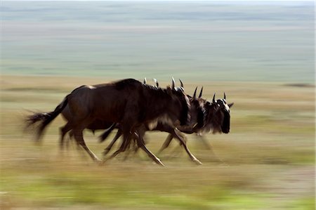 simsearch:862-03890045,k - Kenya, Masai Mara, Narok County. Common Wildebeest on the move during their migration through the Mara. Foto de stock - Con derechos protegidos, Código: 862-07496068