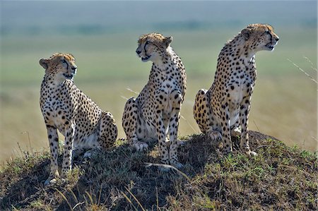 Kenya, Masai Mara, Narok County. Coaltion of 3 territorial cheetah brothers alert on a termite mound, watchful for prey and rivals. Coaltions of three males can wander wherever they please and will attack and even kill male rivals encroaching on their territory. Stock Photo - Rights-Managed, Code: 862-07496060