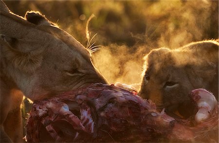 simsearch:862-07496176,k - Kenya, Masai Mara, Musiara Marsh, Narok County. Liones and cub feeding on a kill at dawn. Stock Photo - Rights-Managed, Code: 862-07496061