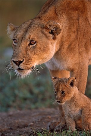 simsearch:862-08090714,k - Kenya, Masai Mara, Narok County. A lioness stands alert and wary at the sight of nomadic male intruders intent on taking over her territory and killing her ten week old cubs. Photographie de stock - Rights-Managed, Code: 862-07496063