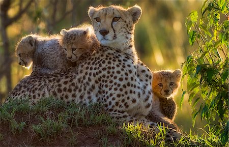 simsearch:841-08211659,k - Kenya, Masai Mara, Bila Shaka Lugga, Narok County. Mother cheetah with three of her five three-month-old cubs. Foto de stock - Con derechos protegidos, Código: 862-07496076