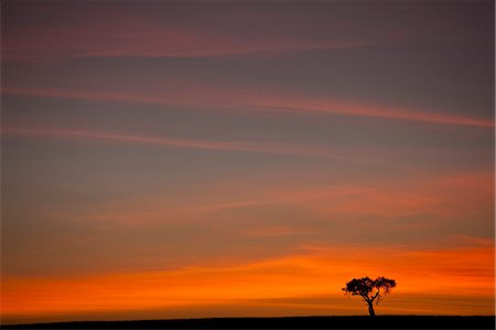 simsearch:862-03888678,k - Kenya, Masai Mara, Narok County. Sunrise and Boscia tree. Stockbilder - Lizenzpflichtiges, Bildnummer: 862-07496084