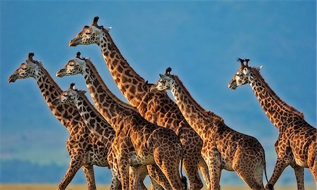 safari landscape animal - Kenya, Masai Mara, Narok County. Herd of Masai Giraffe making their way across the Mara plains. The males in the herd were interested in the breeding status of the females. Stock Photo - Rights-Managed, Code: 862-07496085