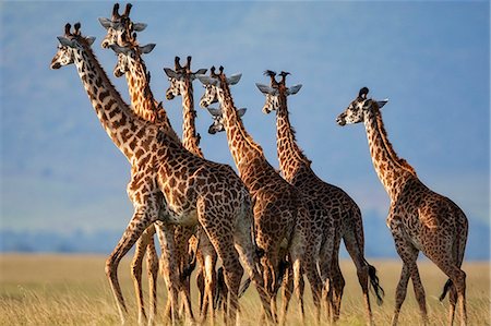 Kenya, Masai Mara, Narok County. A herd of male and female Masai Giraffe making their way across the plains. Stock Photo - Rights-Managed, Code: 862-07496086