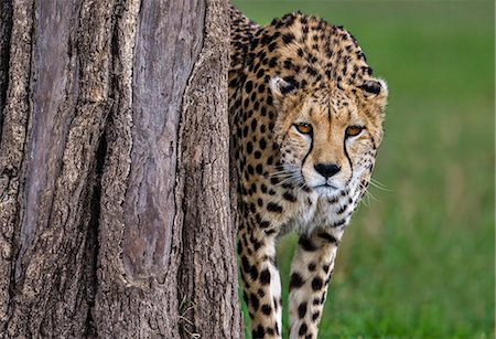 simsearch:862-08090754,k - Kenya, Masai Mara, Narok County. One of a coaltion of 3 territorial cheetah brothers marking a Balananites tree and cheking for scent left by other cheetahs in their area. Photographie de stock - Rights-Managed, Code: 862-07496081