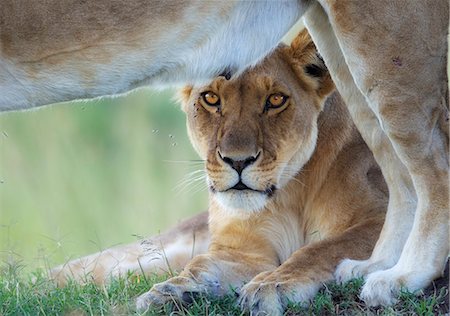 simsearch:862-07496159,k - Kenya, Masai Mara, Narok County. Lioness watchful on a termite mound while resting with the pride. Foto de stock - Con derechos protegidos, Código: 862-07496098