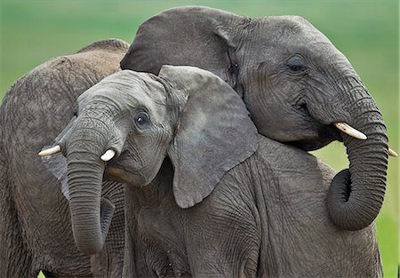 simsearch:862-07496110,k - Kenya, Masai Mara, Narok County. Young elephants playing at a mud wallow. Stock Photo - Rights-Managed, Code: 862-07496104