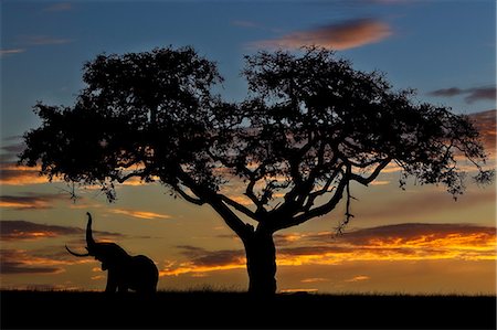 simsearch:862-06542184,k - Kenya, Masai Mara, Narok County. Bull elephant feeding on ripe figs at dawn. Foto de stock - Con derechos protegidos, Código: 862-07496107