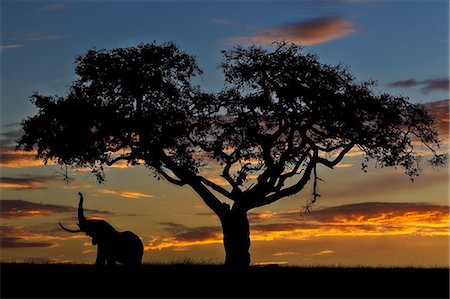 simsearch:862-07496110,k - Kenya, Masai Mara, Narok County. Bull elephant feeding on ripe figs at dawn. Stock Photo - Rights-Managed, Code: 862-07496107