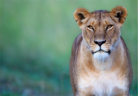 Kenya, Masai Mara, Narok County. Lioness alert to possible prey. Stock Photo - Rights-Managed, Code: 862-07496102