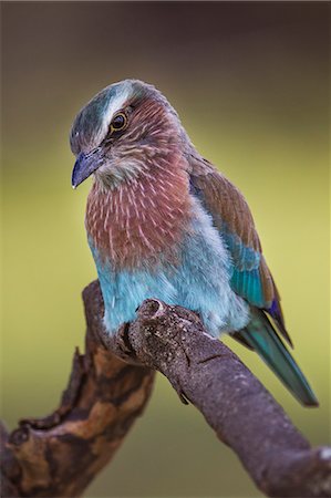 simsearch:862-03807803,k - Kenya, Masai Mara, Narok County. An Immature Lillac-Breasted Roller perched among the grasslands hunting for inscet prey. Immature birds are duller in colour and do not have the long central tail feathers. Photographie de stock - Rights-Managed, Code: 862-07496116