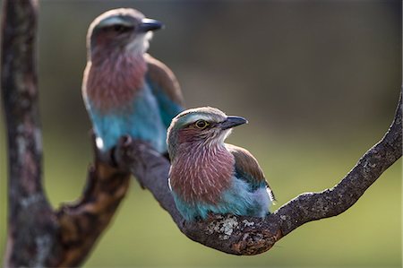 simsearch:862-05998490,k - Kenya, Masai Mara, Narok County. Immature Lillac-Breasted Rollers perched among the grasslands hunting for inscet prey. Immature birds are duller in colour and do not have the long central tail feathers. Photographie de stock - Rights-Managed, Code: 862-07496117