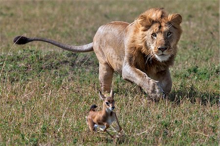 Kenya, Masai Mara, Narok County. A young adult male lion of nearly four years of age chasing a Thomson's Gazelle fawn that it came across on the open grasslands. Stock Photo - Rights-Managed, Code: 862-07496118