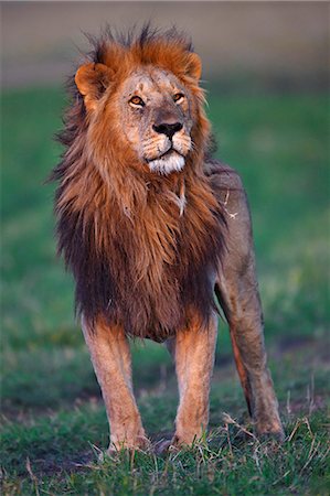 simsearch:862-07496069,k - Kenya, Masai Mara, Musiara Marsh, Narok County. A male lion alert as he watches lionesses from his pride on the move. He is standing tall to show his size and power. Foto de stock - Con derechos protegidos, Código: 862-07496111