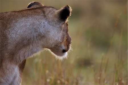 simsearch:862-07496159,k - Kenya, Masai Mara, Musiara Marsh, Narok County. A lioness turns to watch her pride mates moving off to hunt. Foto de stock - Con derechos protegidos, Código: 862-07496124