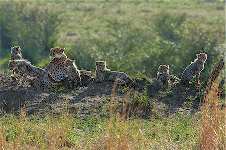 simsearch:862-07496114,k - Kenya, Masai Mara, Narok County. A female cheetah with her 6 three month old male cub resting on a termite mound at dawn. Photographie de stock - Rights-Managed, Code: 862-07496126