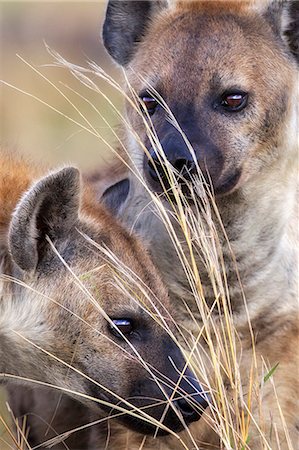 simsearch:862-07496114,k - Kenya, Masai Mara, Narok County. Spotted hyenas investigating scent from anal glands left by other hyenas on dry grass stems. Photographie de stock - Rights-Managed, Code: 862-07496129